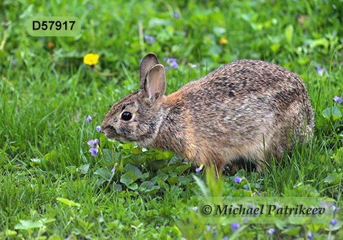 Eastern Cottontail (Sylvilagus floridanus)